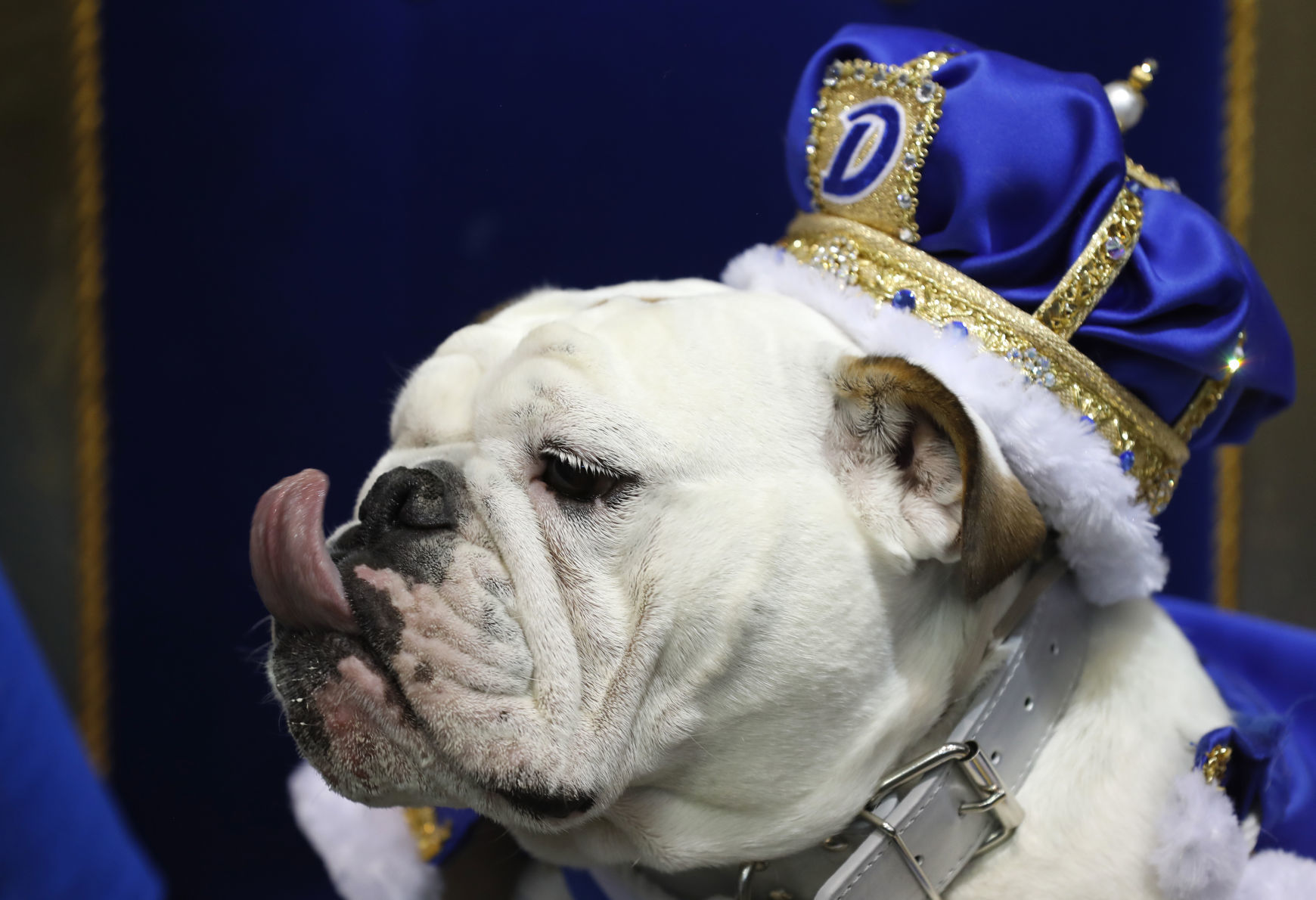 042617AP--Drake-Beautiful-Bulldogs-2